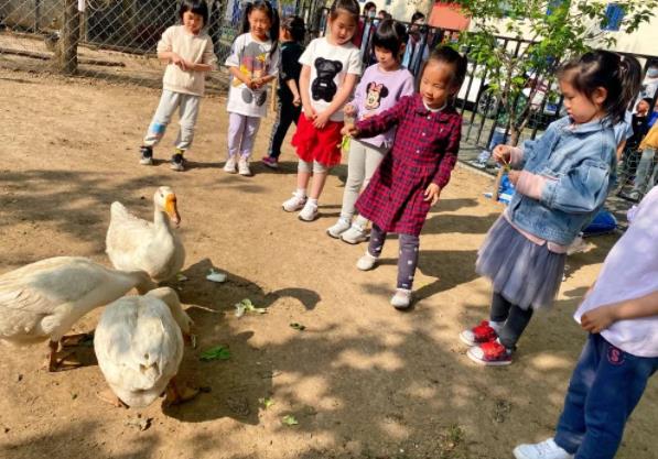 來看看北京海淀區(qū)尚麗外國(guó)語(yǔ)學(xué)校動(dòng)物園里的大白鵝~